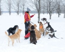 Pitou Partout en compagnie de chiens
